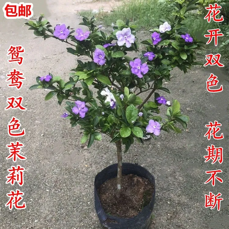 茉莉绿植盆栽双色茉莉花苗盆栽鸳鸯花可净化空气香味浓郁室内花卉