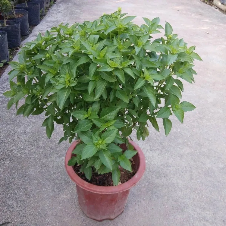潮汕九层塔金不换盆栽可食用新鲜罗勒叶厨房香料调味室外阳台绿植