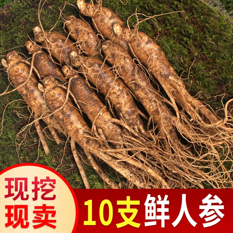 长白山鲜人参 现挖现卖  鲜活滋养 10支500克