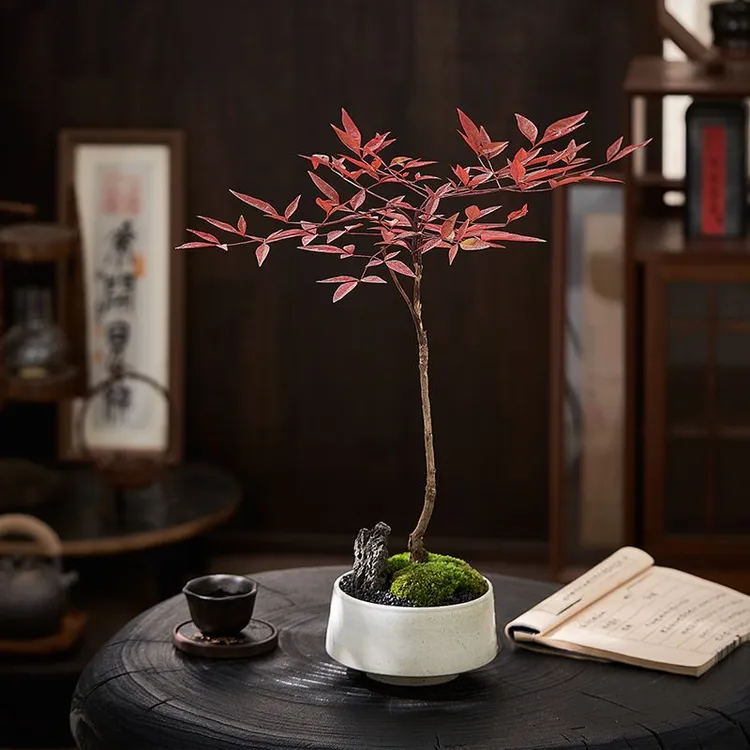 南天竹，四季植物、冬红夏绿、耐寒耐热、微盆景桌面款