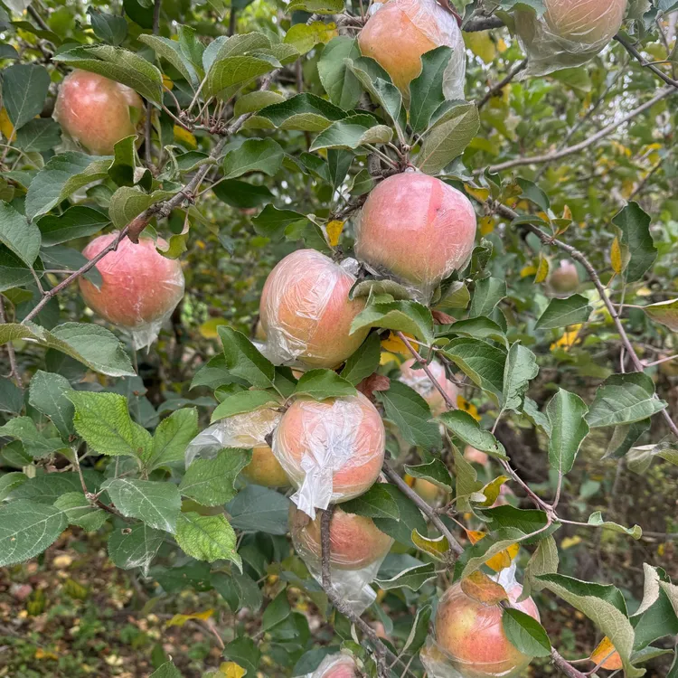 【大小蚊子】丰县大沙河红富士苹果10斤15-18果现摘现发丑苹果