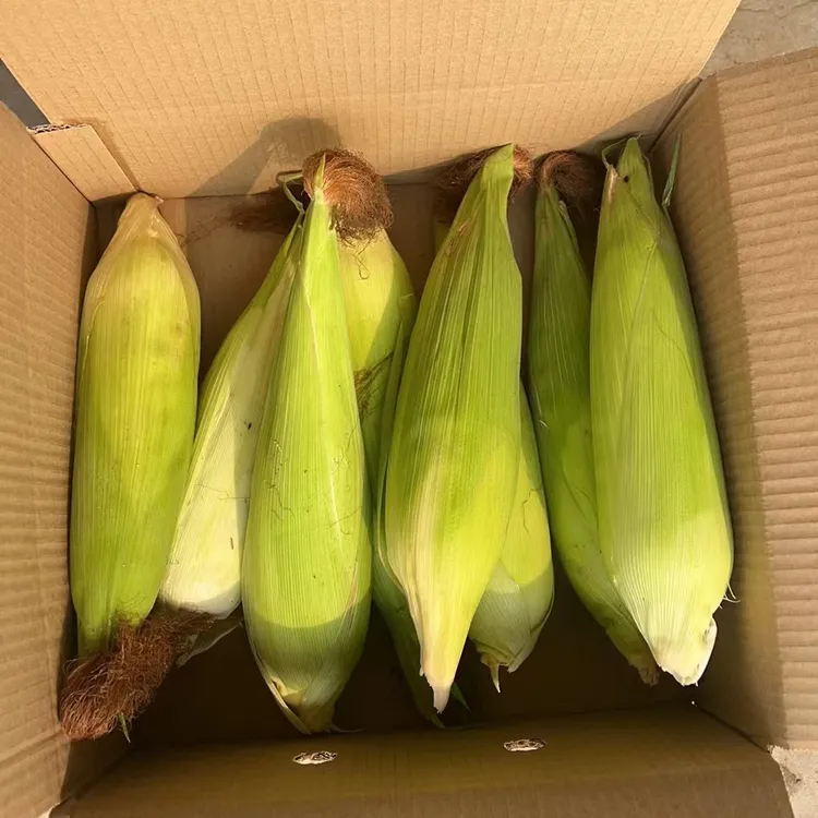 甜糯玉米 新鲜现摘现发 4.5-5斤 7-9个玉米