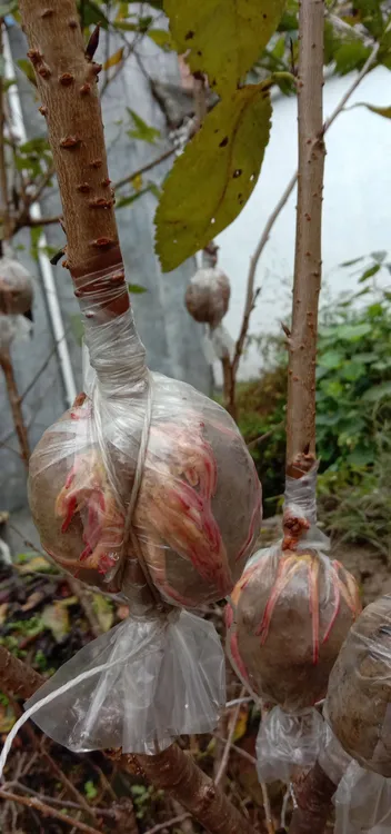 贵州总溪河鲜核桃 
