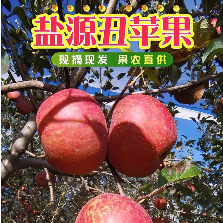 四川凉山盐源丑苹果糖心红富士苹果