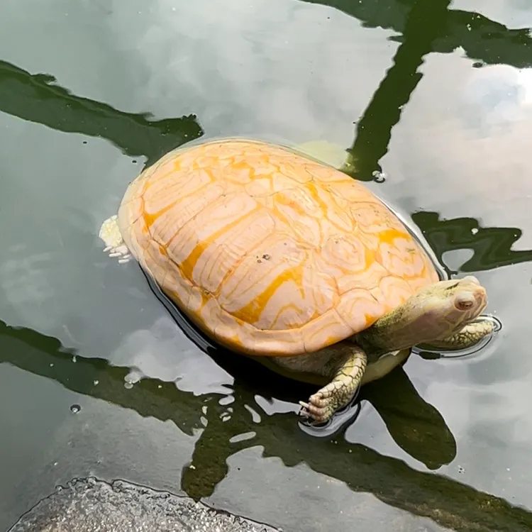 西进龟鳖 火焰龟 微笑脸乌龟
