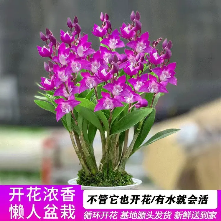 懒人植物澳洲香水石斛兰盆栽办公室花卉室内微盆景