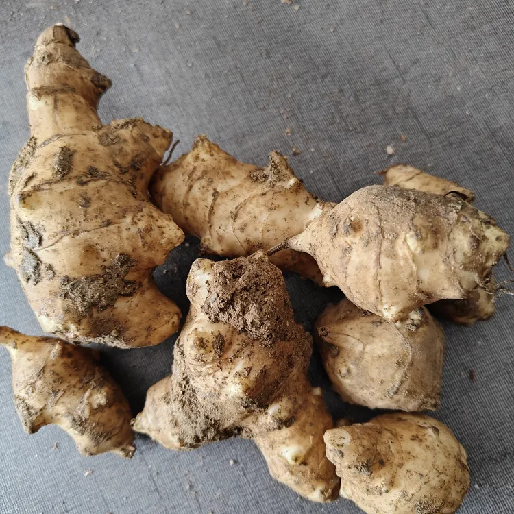 鲜洋姜5斤鬼子姜不辣腌制酱菜腌菜甜泡菜用阳姜菊芋鲜姜