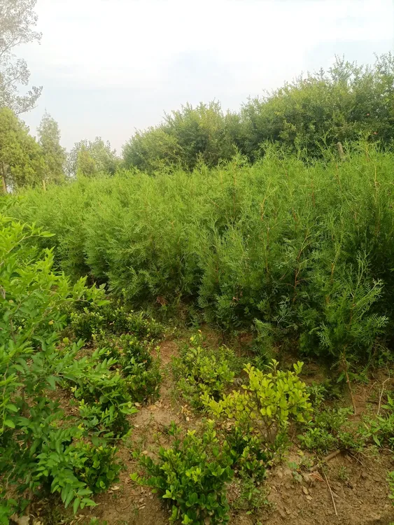 柏树苗高140-160公分，带营养钵