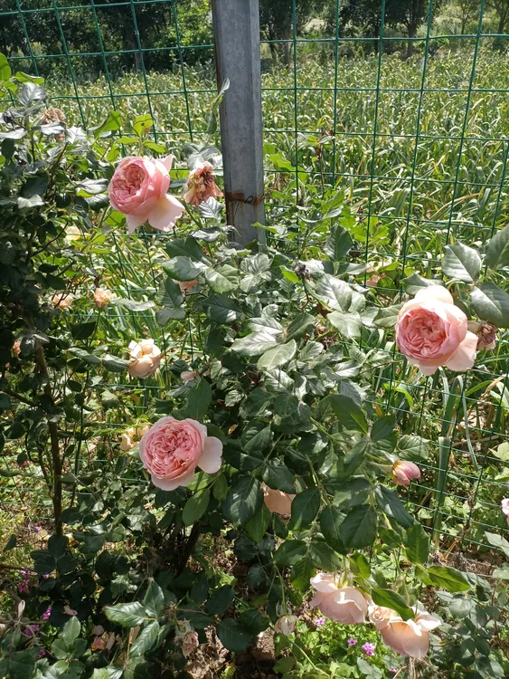 爬藤月季，花开绚丽，花期长，好养活。