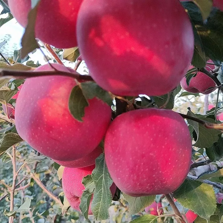 甘肃秦安红富士苹果脆甜多汁农户直发