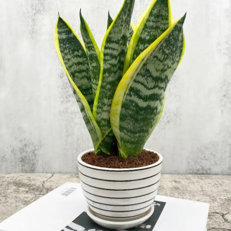 金边矮脚虎皮兰室内盆栽办公室新房盆栽金边虎尾兰四季好养耐旱
