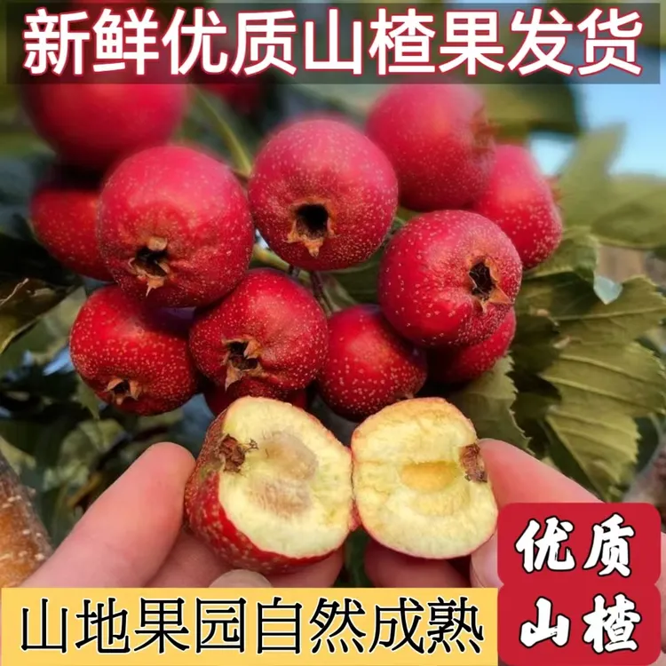 2025新鲜山楂品种优质当季大山楂冰糖葫芦山楂制品好果真好