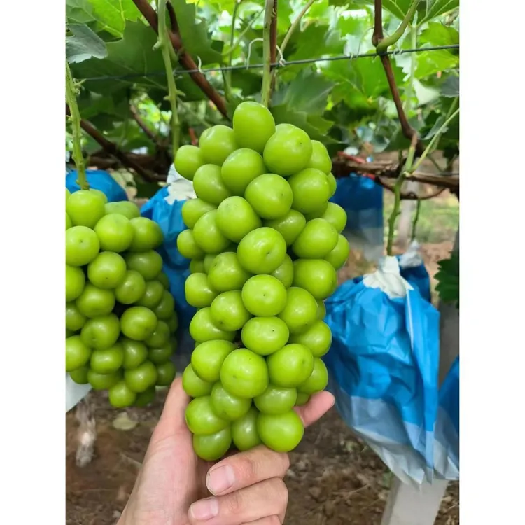 3年苗买一送一阳光玫瑰葡萄树苗巨峰葡萄苗南北方种植