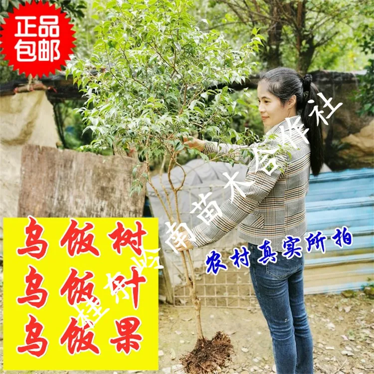 小叶乌饭树苗树桩 乌饭树大苗小苗小桩老桩 南烛树苗黑米乌饭染料