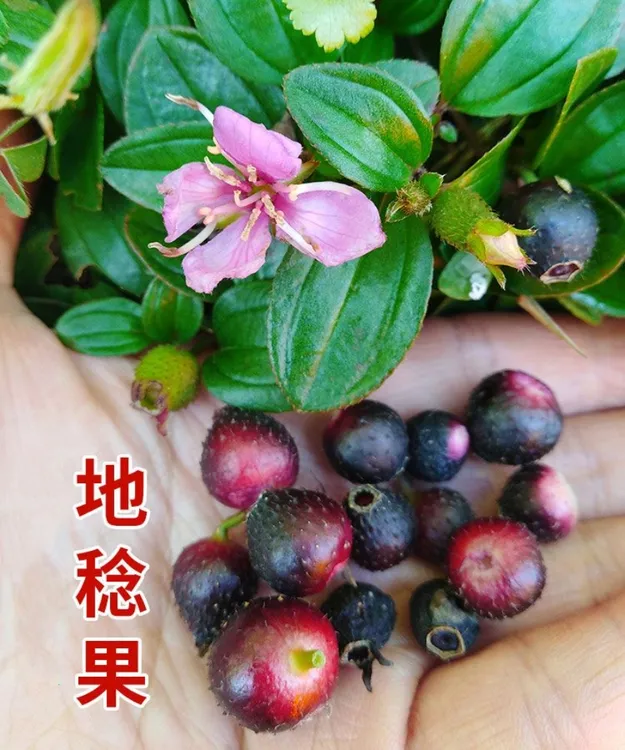 中草药地念苗地稔苗野果地菍苗地被植物微型盆栽园林绿化地表植