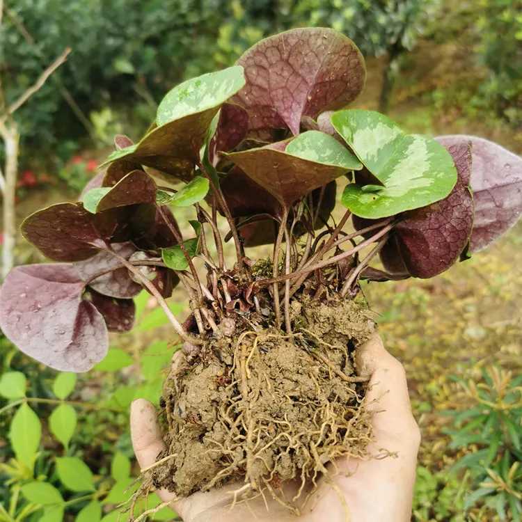 供应马蹄细辛花叶细辛土细辛原生大叶细辛苗盆栽绿植杜衡马蹄香