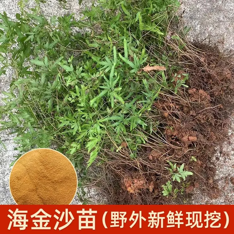 新鲜海金沙苗现挖野金沙藤左转藤罗网藤常绿盆栽藤本化石草包邮