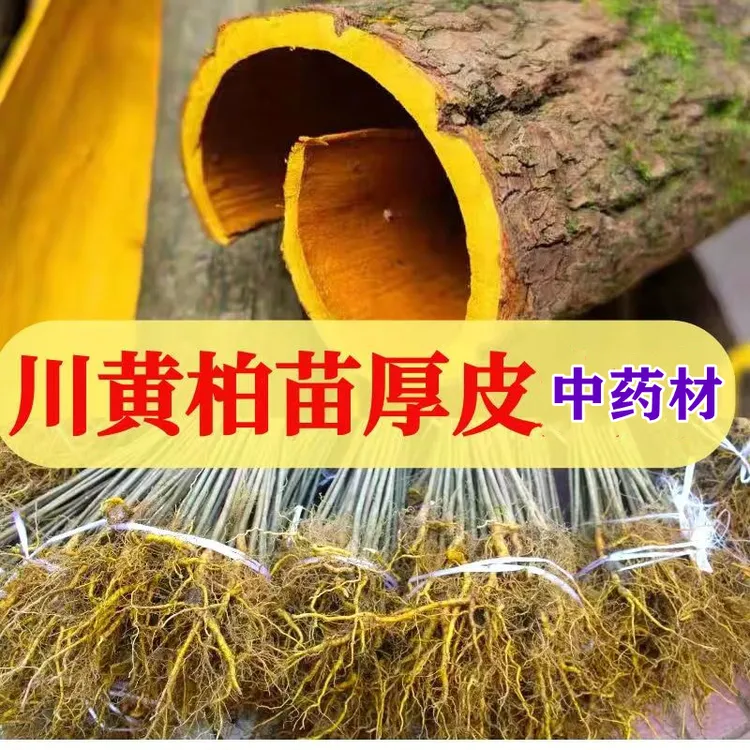基地直供中药材黄柏苗川黄柏苗黄柏皮苗现挖保湿发货技术指导包邮