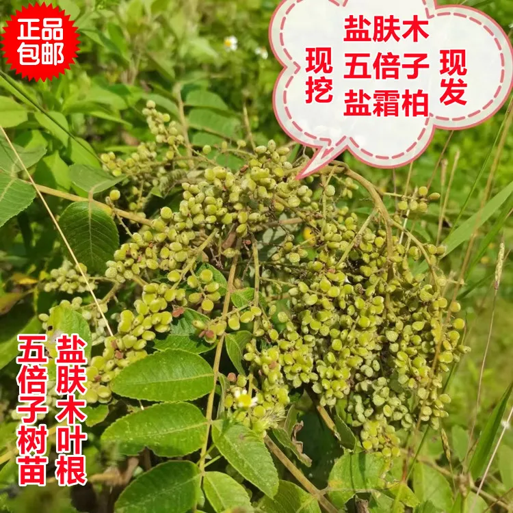 现挖盐肤木五倍子树苗花开蜂蜜源树原生态盐霜柏保湿发货易存活