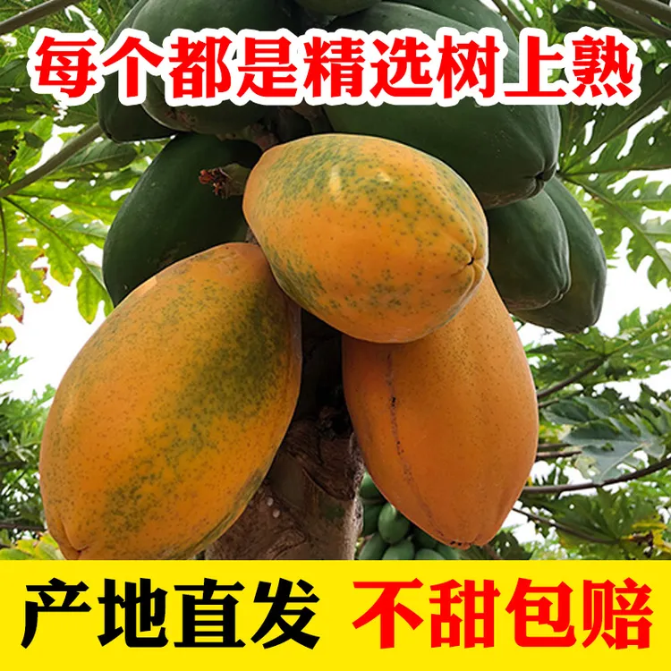 树上熟红心木瓜  当季冰糖新鲜水果 现摘现发5斤3斤老树