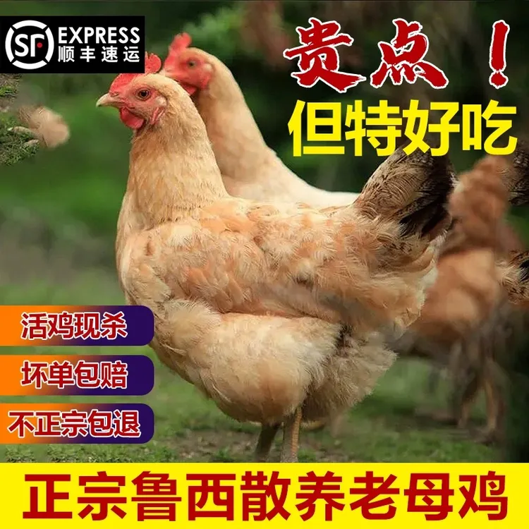 【两年老母鸡】2只老母鸡农家散养土鸡老母鸡五谷喂养两只净重4-5斤