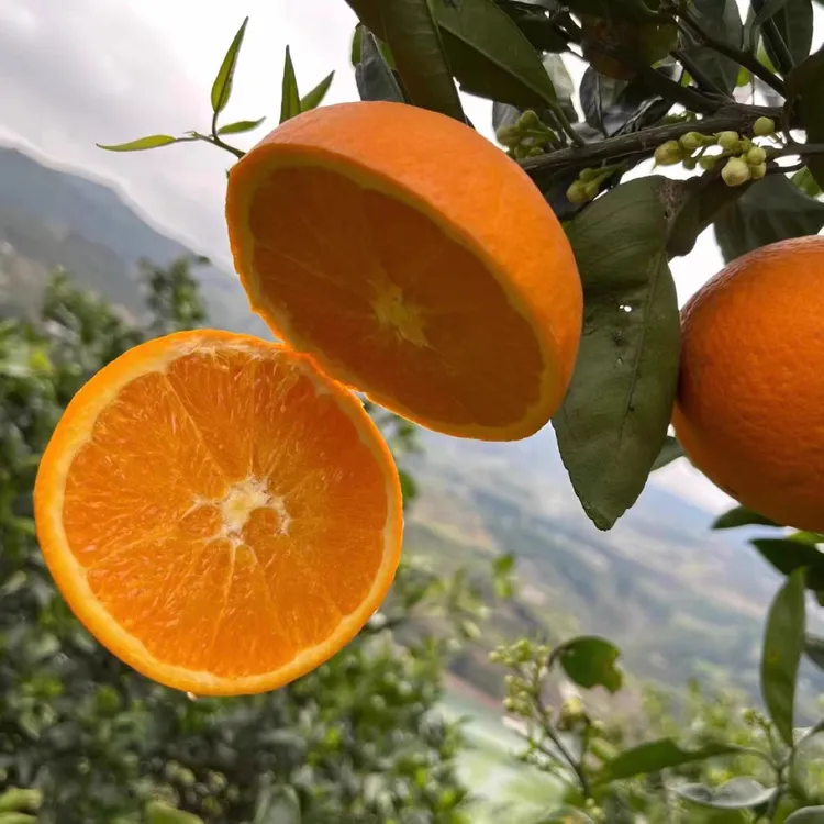 20斤装正宗奉节脐橙小果新鲜采摘产地直发净重18.5斤