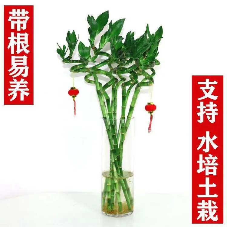 富贵竹花卉绿植水殖植物开运竹种植客厅弯盆栽招财招财富贵竹花卉