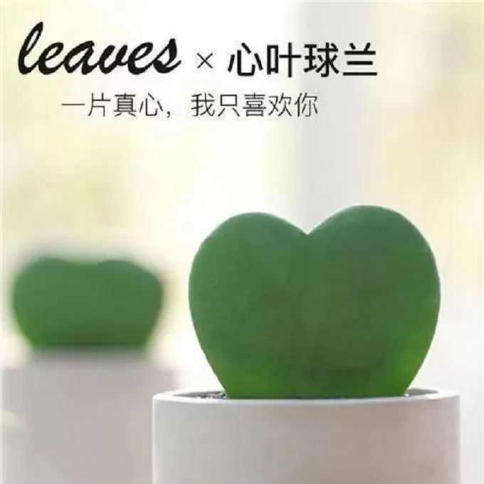 【此生一心一意】一片爱心绿植阳台桌面心叶球兰晚上小型盆栽花卉