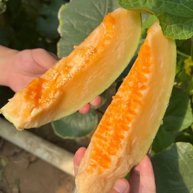 海南东方琼州蜜哈密瓜净重5.3-8.5斤 中通包邮