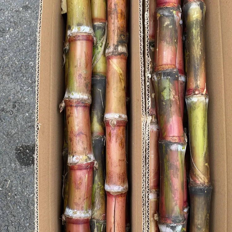 云南脆皮甘蔗（光棍村专属）现砍现发脆红皮甘蔗农家自种坏果包赔
