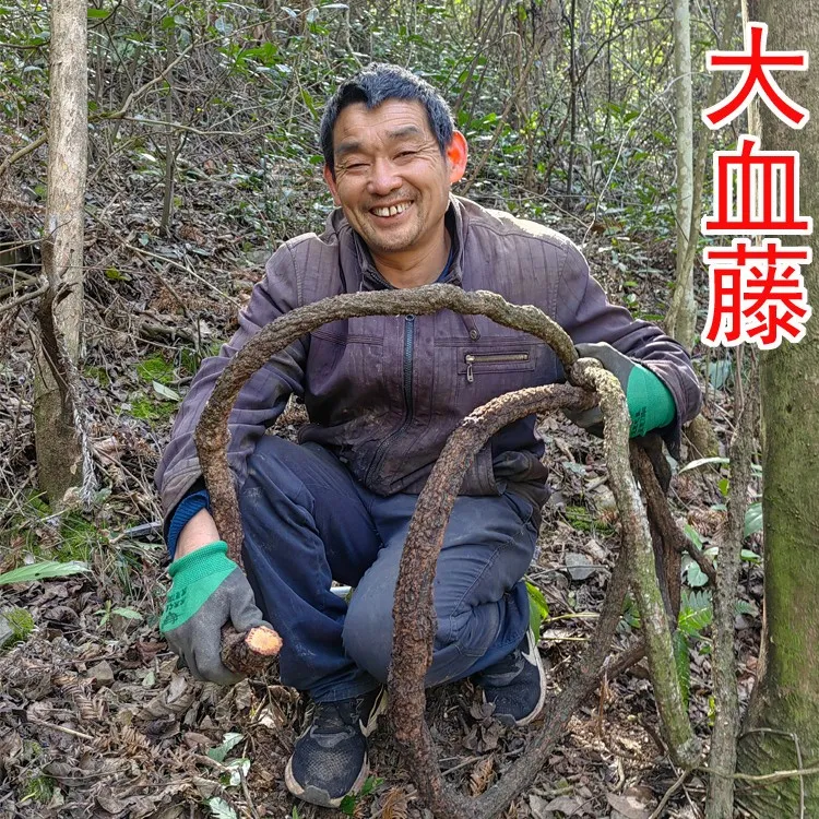 大血藤 别名：红藤 血通 新鲜干片 500克