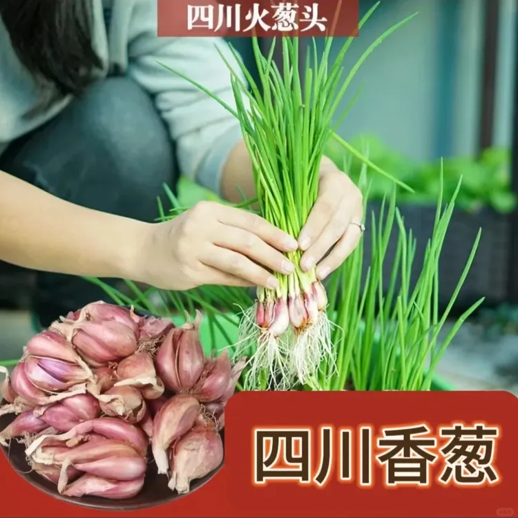  正宗小火葱头阳台盆栽种植蔬菜红葱头种籽小香葱种苗葱香浓郁
