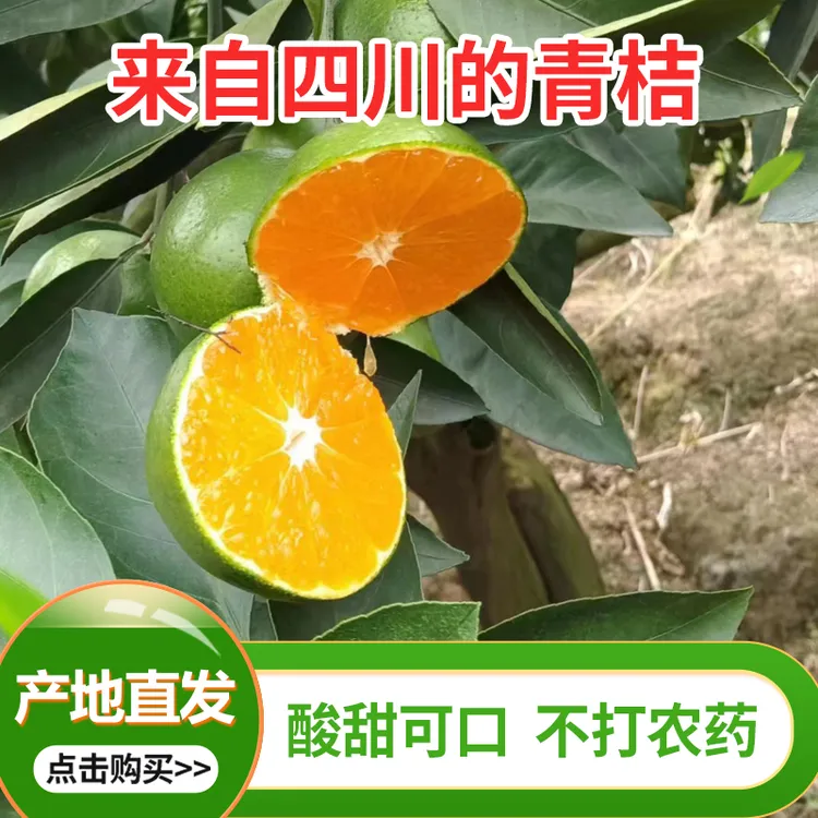 正宗四川蜜桔新鲜橘子青皮桔子鲜果当季孕妇水果薄皮蜜橘10斤包邮