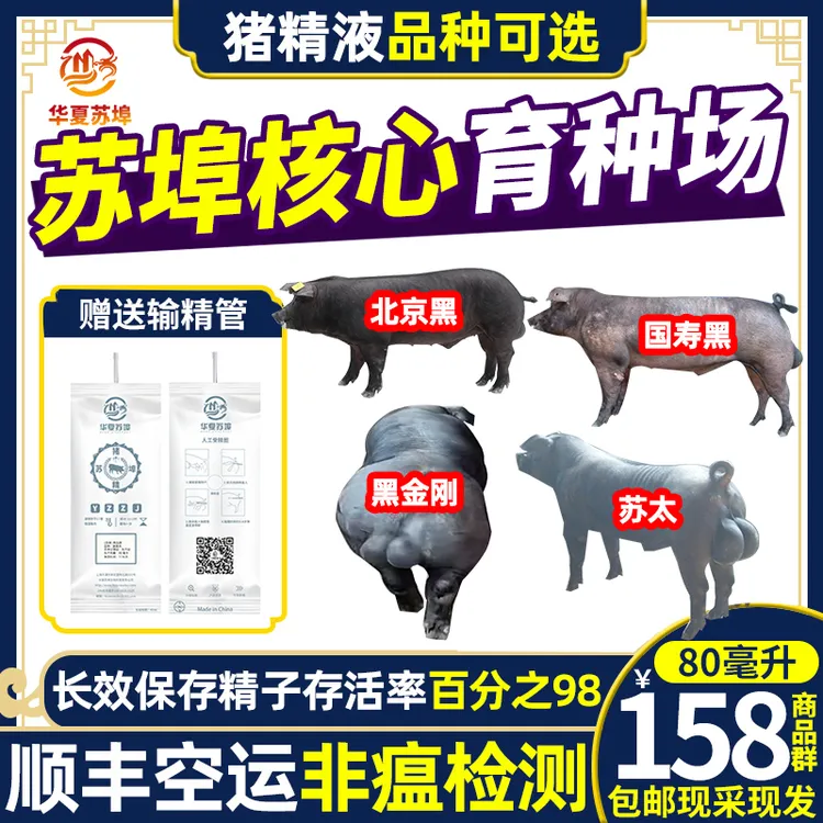 华夏苏埠黑金刚苏太国寿黑北京黑猪精子人工授精猪精液纯种猪配种