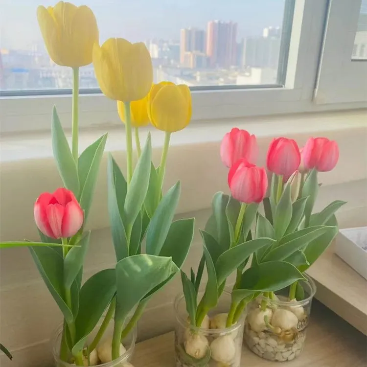 【耐寒】水培郁金四季香开花盆栽花卉植物客厅绿植花卉大全好养活