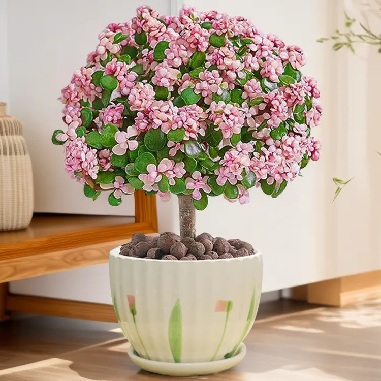 金枝玉叶老桩盆栽多肉植物批发室内花卉耐旱懒人好养棒棒糖造型