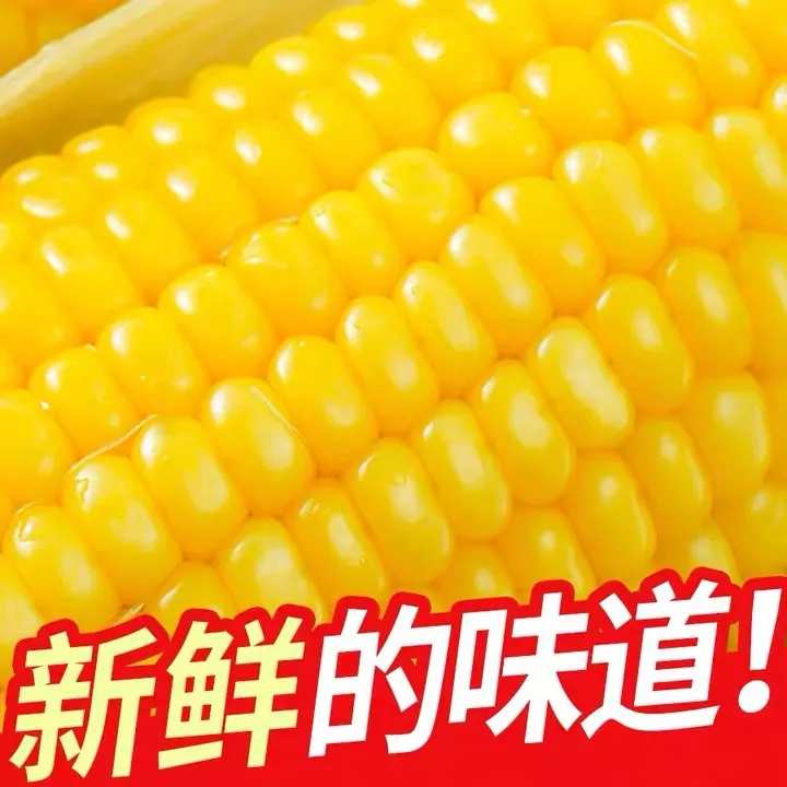 【10根】2024头茬新鲜黄金糯九东北黄糯玉米 150-230g每支粗粮