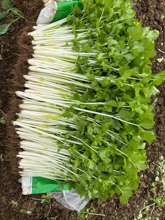 白杆实心白芹菜四川白杆实心嫩芹菜老品种本地白杆香芹现扯现发