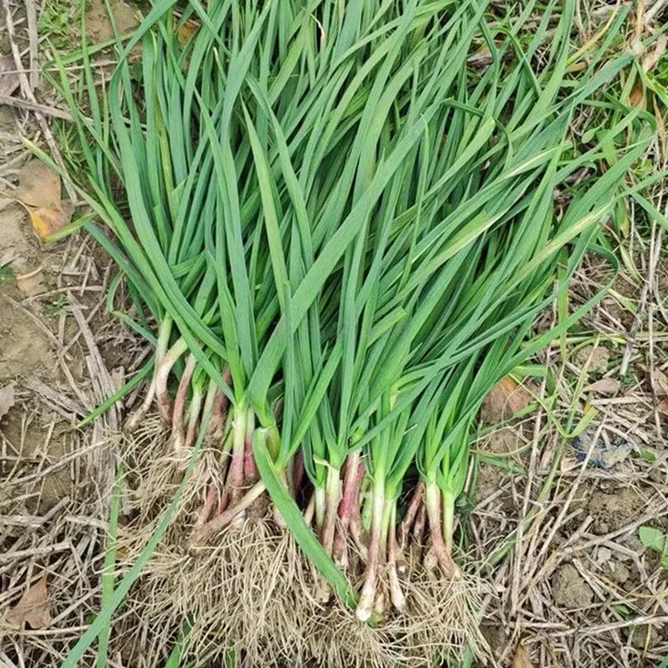 农家带泥红皮蒜苗冷链包装本地紫皮香蒜农家蒜苗炒回锅肉带泥现发