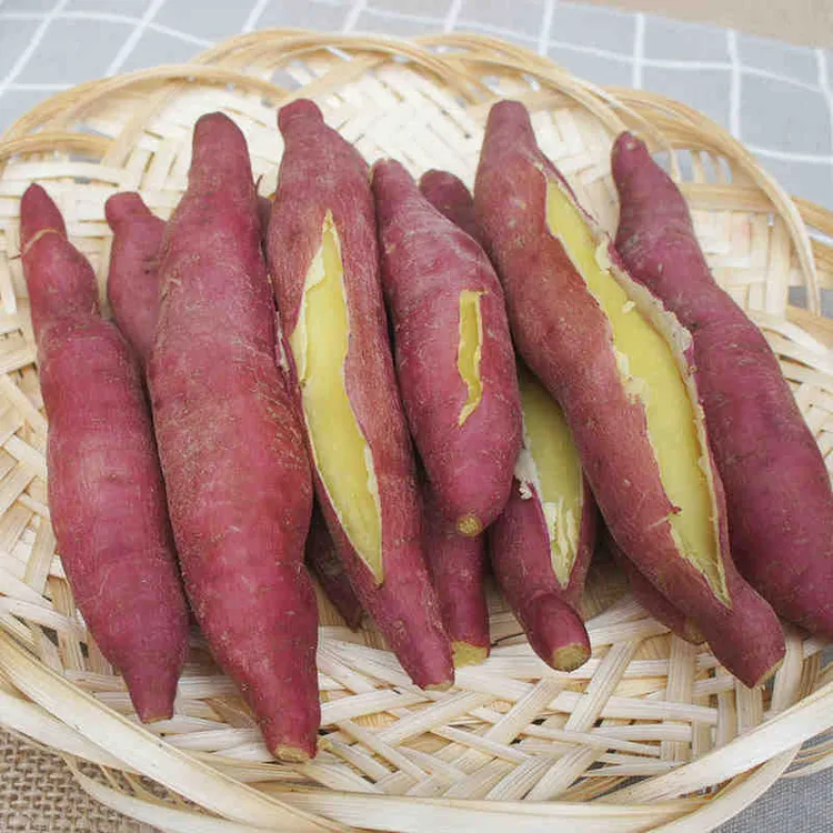 领田正宗陕西板栗红薯粉糯香甜5/9斤现挖地瓜番薯新鲜沙地香薯