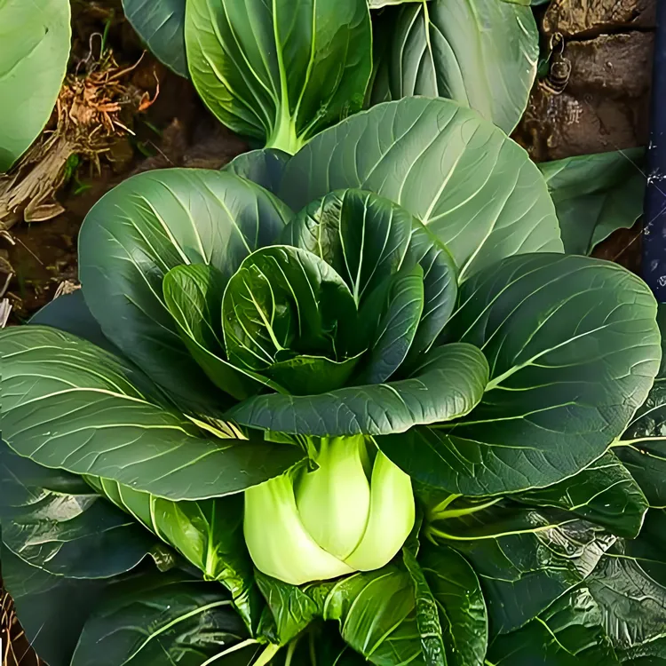 苏州青油亮青菜种子15克 9月1号-10月1号种植