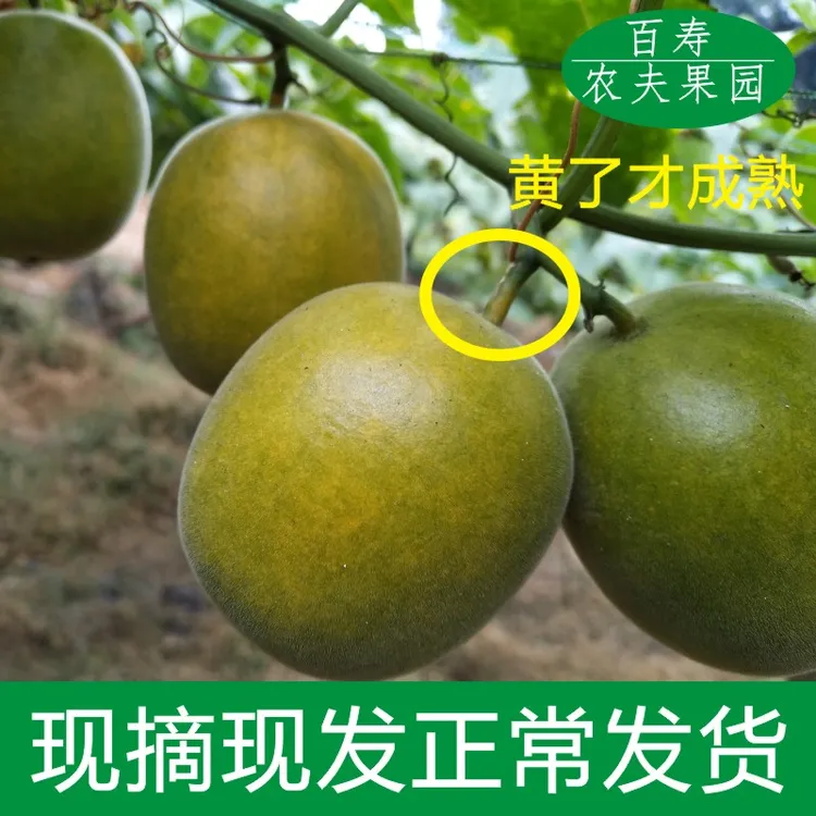 2025新鲜罗汉果鲜果现发罗汉果生果广西永福特产罗汉果现摘现发