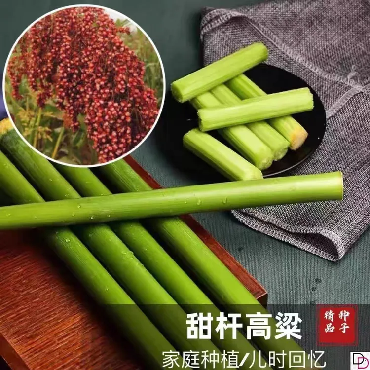 正宗高粱种子超甜甜杆种子南北方春夏秋四季播甘甜多汁甜高粱种子