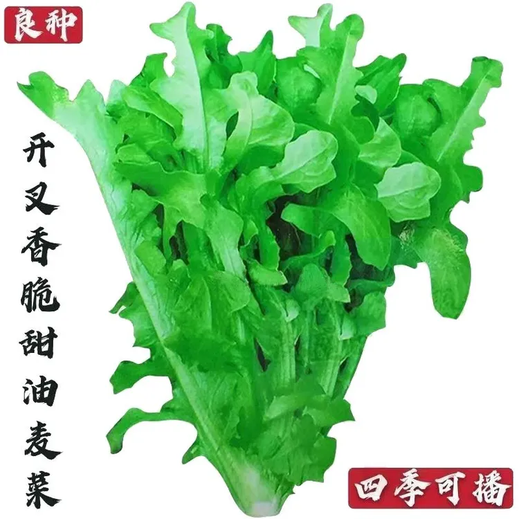 花叶绿丫丫甜油麦菜种子花叶油麦菜耐热耐寒甜脆菜四季播蔬菜籽种
