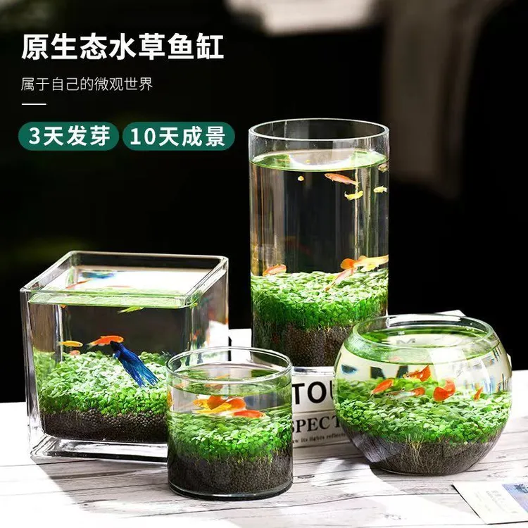 水草种子居家种植创意生态鱼缸造景水草泥真草玻璃瓶水生绿植美观