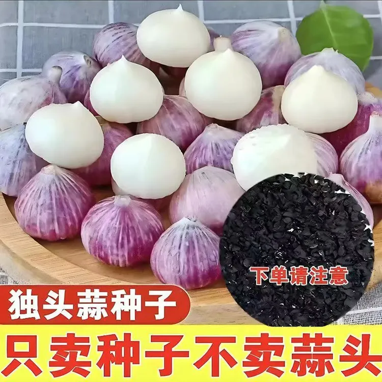 紫皮大头独蒜种子农家自种正宗独头蒜川蒜独瓣蒜种植用大蒜种籽籽