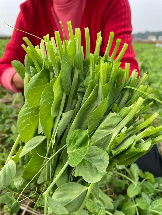 新鲜豌豆尖手掐菜四川特产现采现发