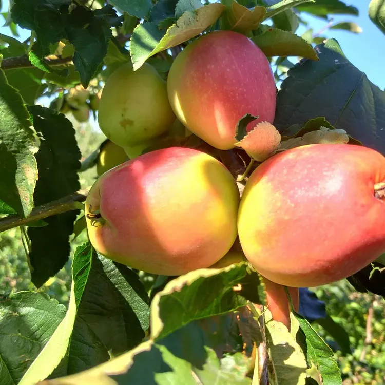 2025年 2.5斤高寒（薄皮山苹果）边境独品种 山区直发 