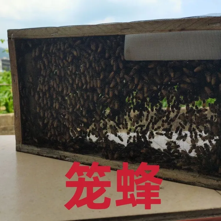 中蜂蜂群笼蜂中华蜜蜂土蜂带王活体蜜蜂开产品质带蜂不带箱不带脾