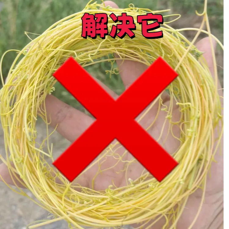 菟丝子专用助剂黄缠无根草